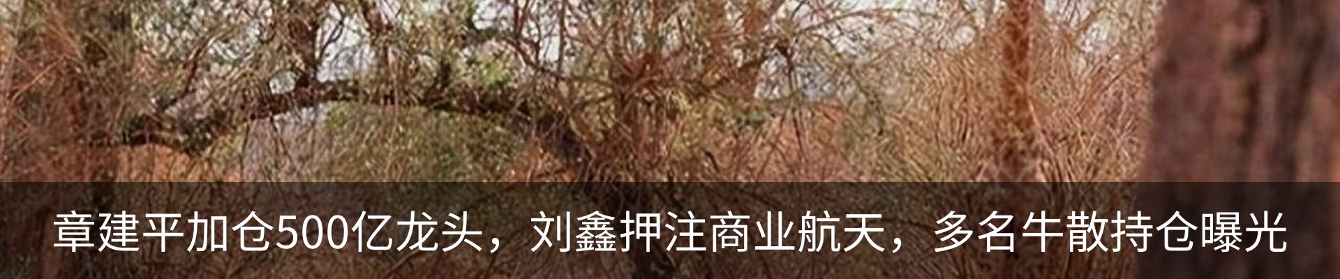 最新动态